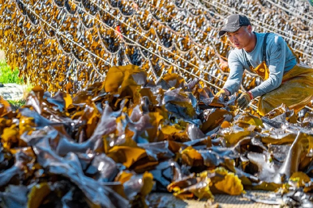 壓縮有機海帶絲